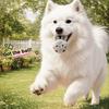 Hunde – Hundespielzeug