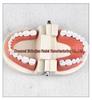 Children's Dental Teaching Aid: Tooth Brushing Toy Model