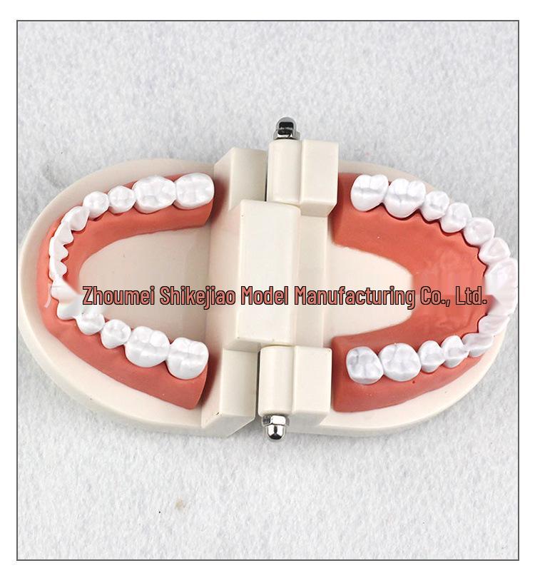 Children's Dental Teaching Aid: Tooth Brushing Toy Model