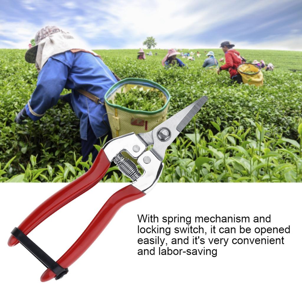 Plant Pruning Tool Made of Stainless Steel Sturdy / Durable Sharp Gardening Scissors For Fruit Tree / Bonsai Care