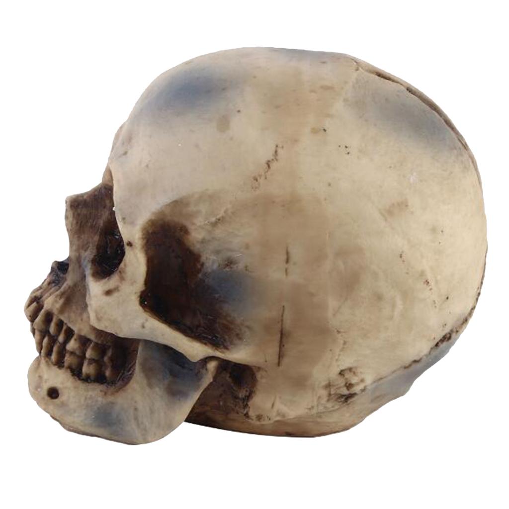 2pcs Resin Tabletop Skeleton Model Dispaly Props