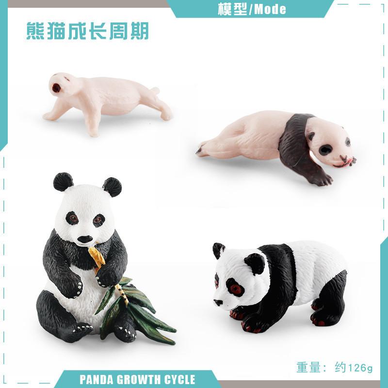 Educational Panda Growth Cycle Static Model Toy For Kids Realistic Pvc Figures