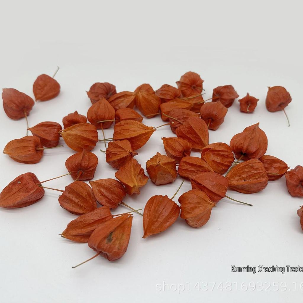 Red Berry Physalis Dried Flower for Christmas Decoration