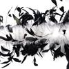 800 Pièces Plumes de Poulet Noires et 50g Boa en Plumes de Dinde Blanches 2 Mètres Plume Décorative Pour Mariage Carnaval Vêtements Accessoires