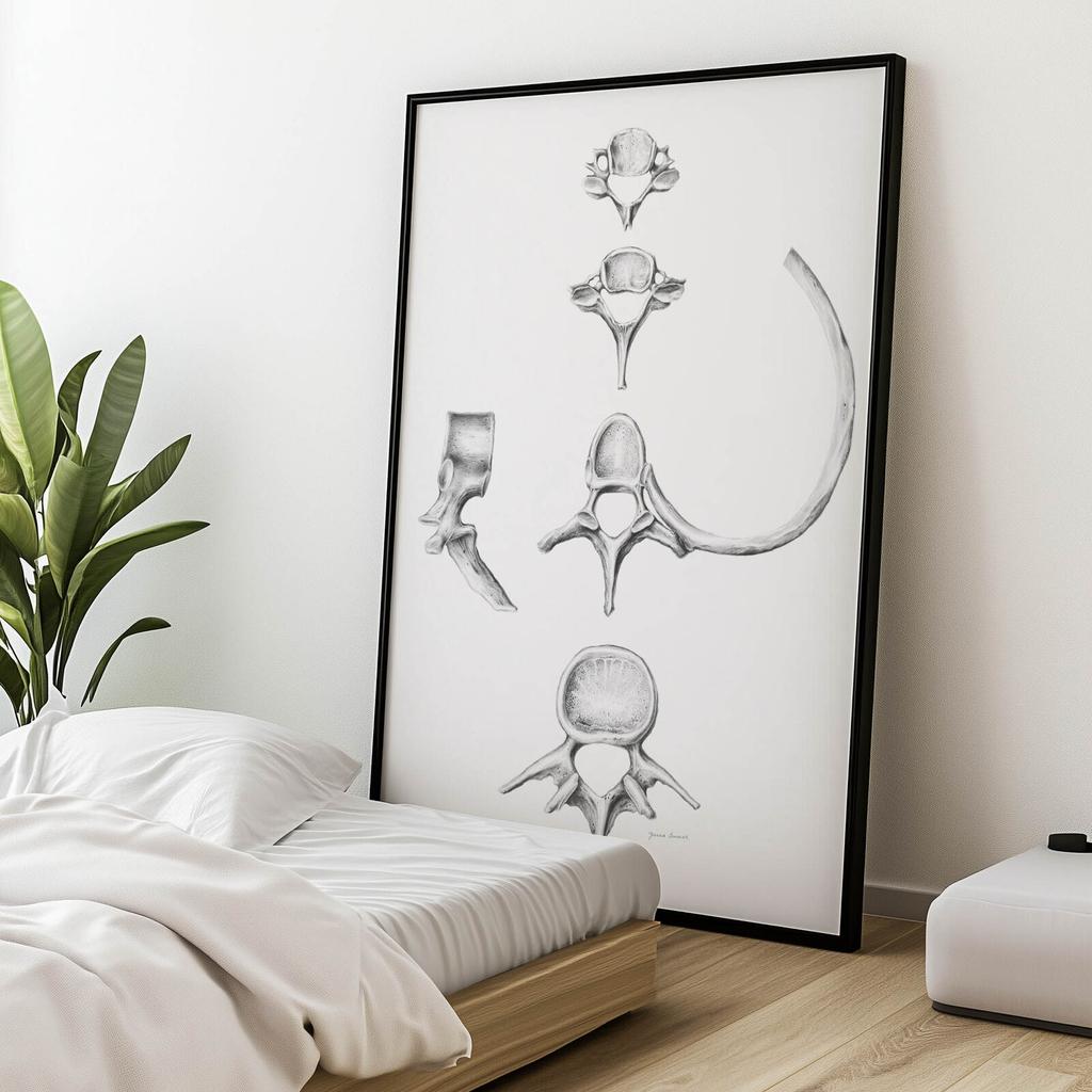 Kręgosłup W Szczegółach: Anatomia C6, C7, Th5 I L4 - Plakat Anatomiczny Kręgosłup W Szczegółach: Anatomia C6, C7, Th5 I L4 - Plakat Anatomiczny, 50X70