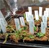 100-500pc Plant Sign Tags Markers Plants Pot Identification Labels Reusable Classification Marker Card Nursery Garden Stake Tags