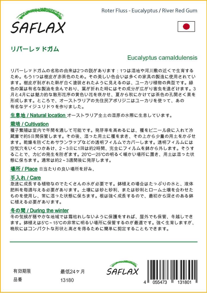 SAFLAX River Red Gum - 200 Seeds - Eucalyptus Camaldulensis