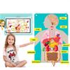 Montessori Story Board Human Body Educational Learning Board Educational Storytelling Toy for Daycare Home Preschool School