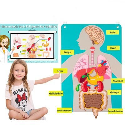 Tableau d'histoires Montessori Corps Humain Tableau d'apprentissage éducatif Jouet d'histoires éducatif pour Garderie Maison École Maternelle École