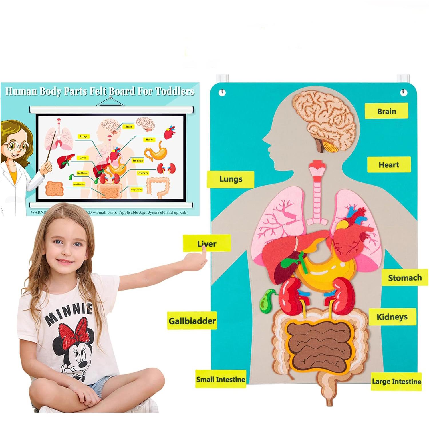 Montessori Story Board Human Body Educational Learning Board Educational Storytelling Toy for Daycare Home Preschool School