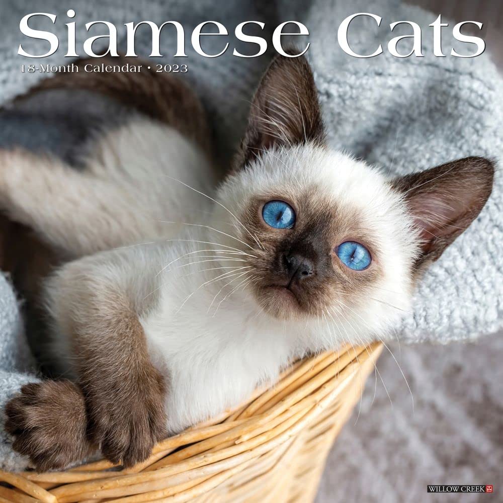 Siamesen 2023 Wandkalender gray