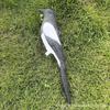 Creative Magpie Garden Decoration - Plastic Outdoor Decoy Model