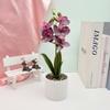 Phalaenopsis Potted Flower Plant For Wedding Home And Commercial Decoration