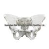 Large Female Pelvis Model for Obstetrics and Gynecology Teaching