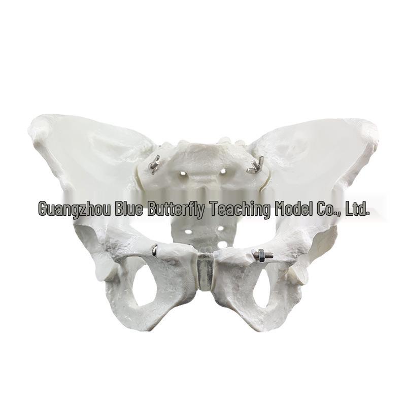 Large Female Pelvis Model for Obstetrics and Gynecology Teaching