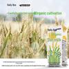 Daily Box Organic Oat Milk 10-Pack
