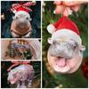 Moo Deng Hippopotamus Hanging Pendant Pygmy Hippo Car Haning Pendants  Party