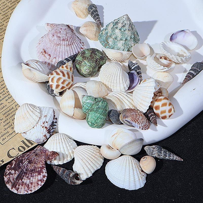 Fish Tank Supplies Mix Style Natural Shell Conch Aquarium Landscape Tiny Sea Shell Beach Decoration Party Diy Crafts