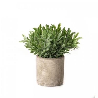 Buxus Artificial Plant