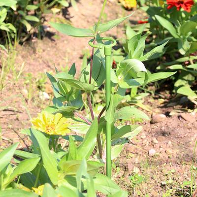 Pot Stand Shape Plant Anti-rust Durable Anti-deformed Long-lasting Wide Applications Reusable Plant Climbing Sturdy Plant Support Stakes for Amaryllis