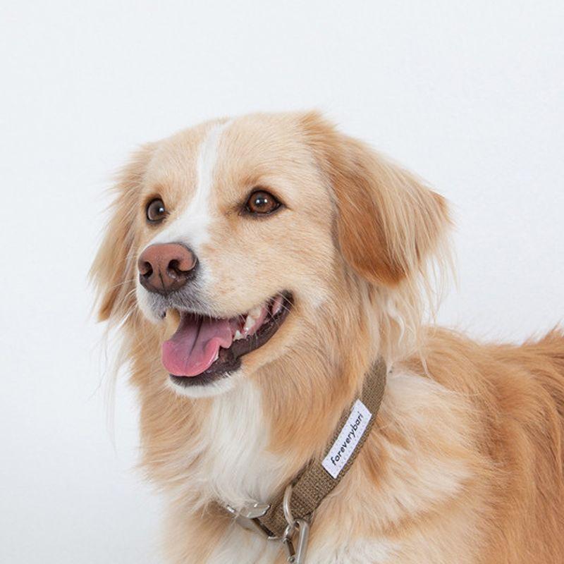 Foreverybari Leine (khakibraun)