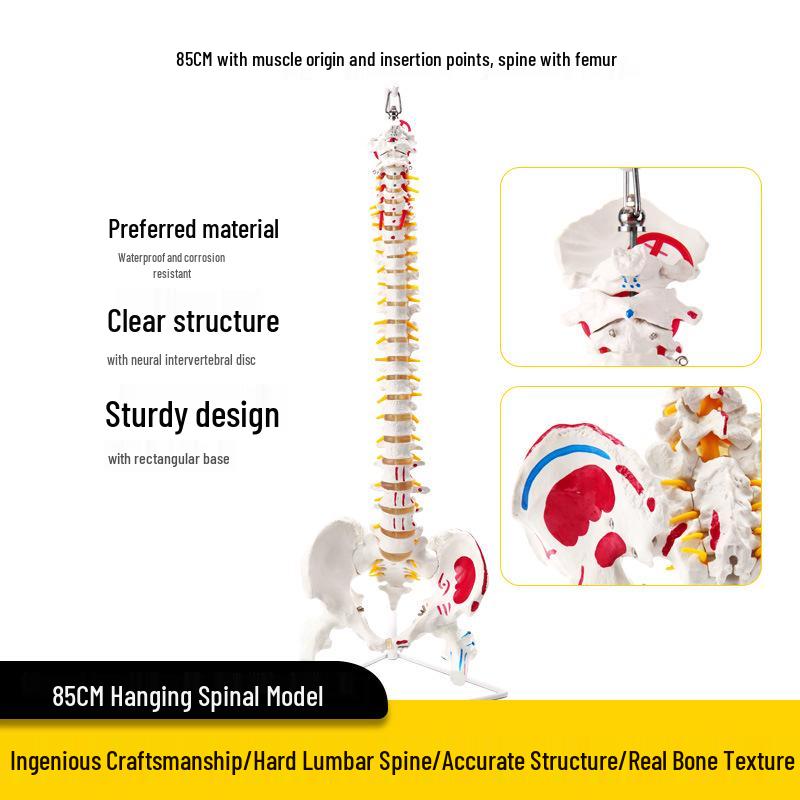 Adult 1:1 Human Spine Model for Chiropractic Practice - Cervical, Lumbar, and Skeleton Display