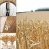 50pcs DIY Craft Dried Wheat Stalks Natural Dried Flowers Dry Wheat Spikes  Wedding Party Decors