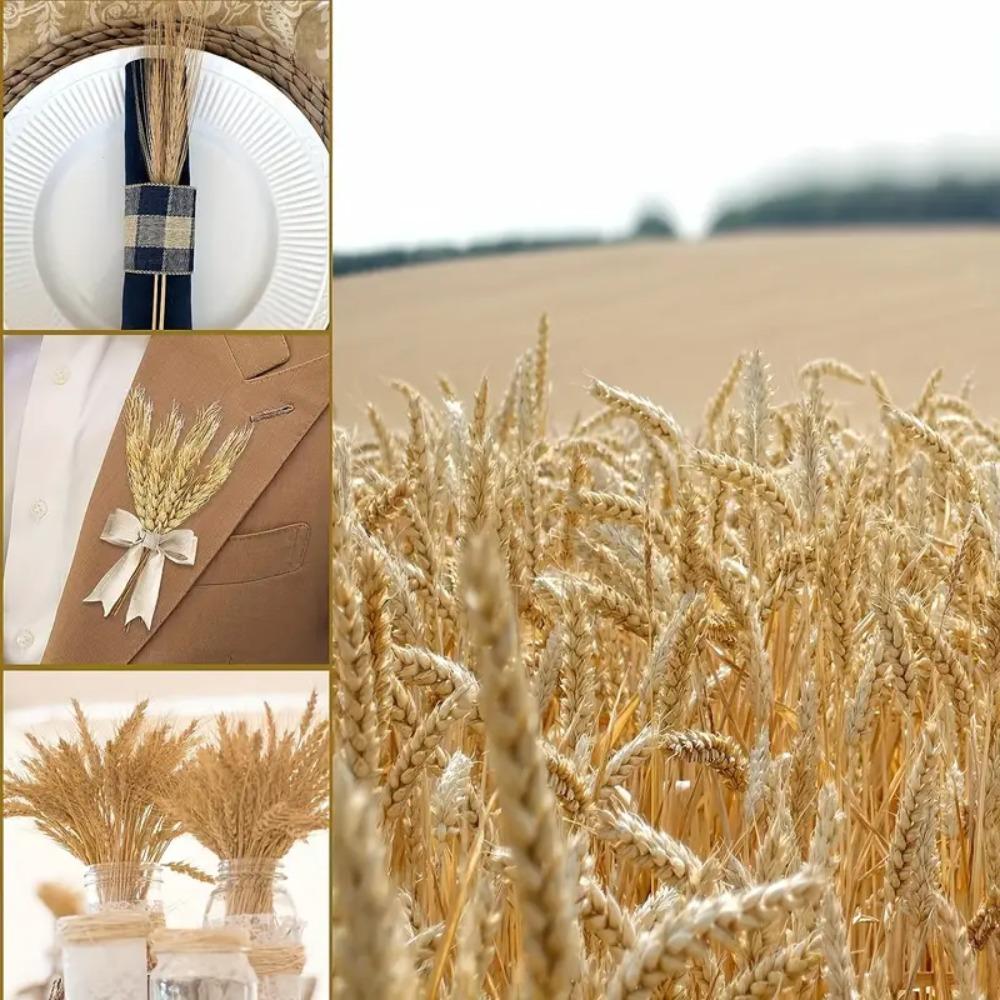 50pcs DIY Craft Dried Wheat Stalks Natural Dried Flowers Dry Wheat Spikes  Wedding Party Decors