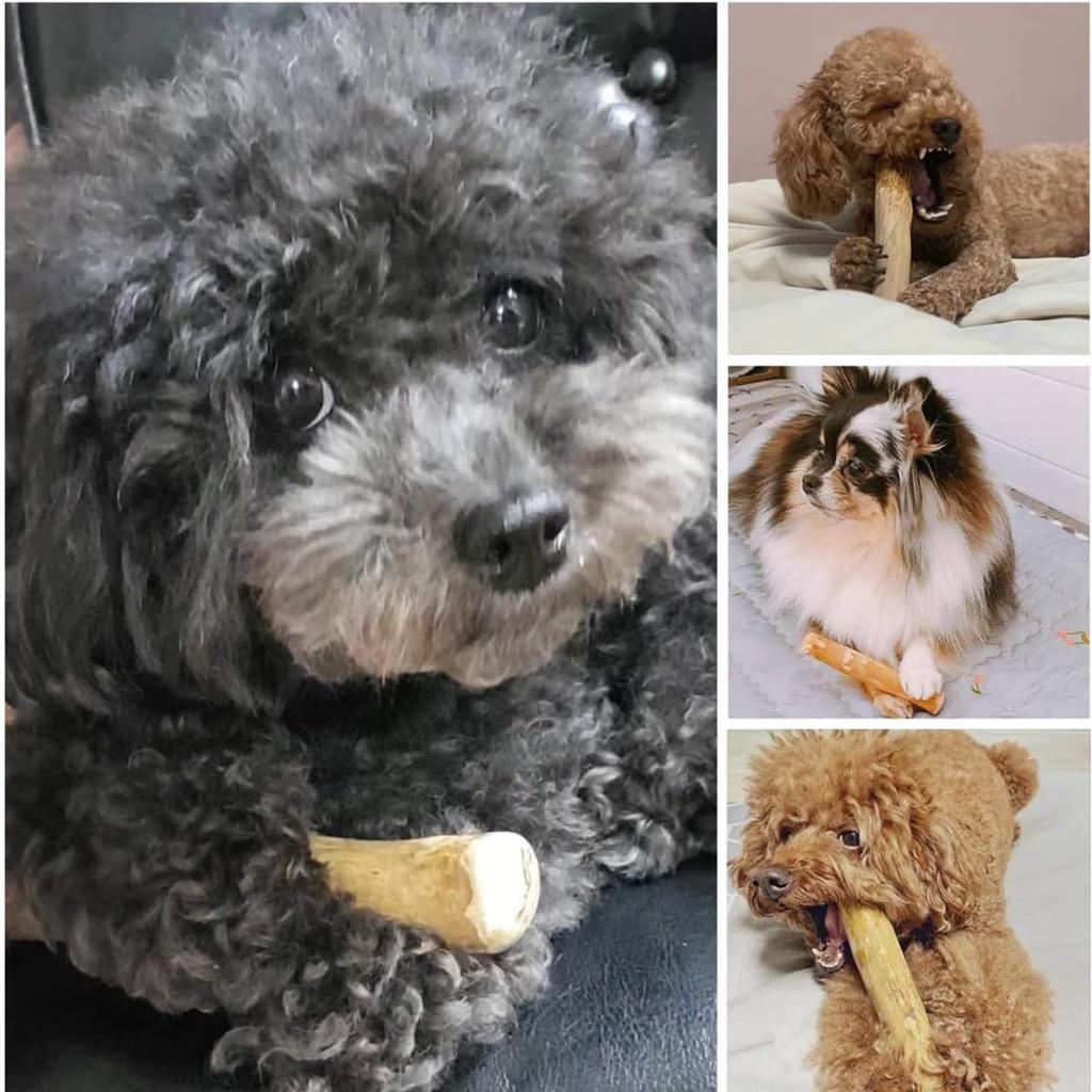 Hundekauspielzeug Kaffeeholz Hundeknochen Kaffeeholz Hundespielzeug Holzkauknochen Holzstock Hund Holzkauspielzeug Zahnpflege Stressabbau Zahnreinigung Kleiner Mittelgroßer Hund