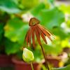 Rusty Echinacea Garden Art Stake Iron Plant Sculpture Weather Resistant Outdoor Decoration for Flower Beds Lawn