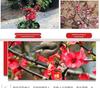 Chojukan Japanese Weeping Crabapple Bonsai Sapling for Courtyard Planting