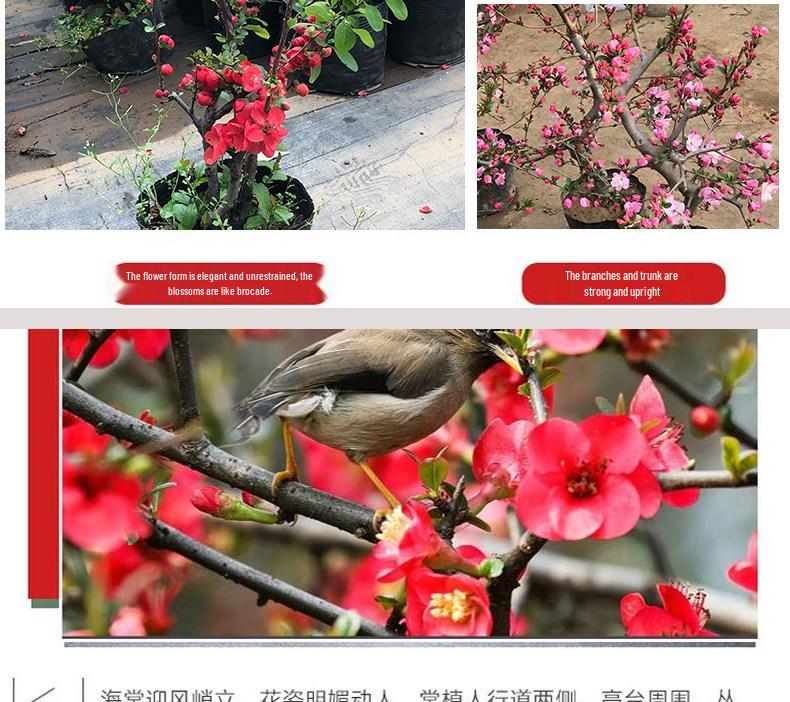 Chojukan Japanese Weeping Crabapple Bonsai Sapling for Courtyard Planting