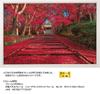 1000-piece Jigsaw Puzzle: Autumn Leaves On the Approach To a Temple (Kyoto) (50x75cm)