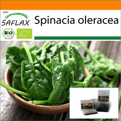 Giardino in Busta - Biologico - Spinaci - Matador - 300 semi - Con substrato in una busta stand-up adatta - Spinacia oleracea