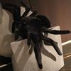 Peluche Bambola Ragno Nero Bambola Fatta a Mano Cartone Animato Anime Cuscino Carino Decorazione per la Casa Giocattolo Regalo di Compleanno per Bambini