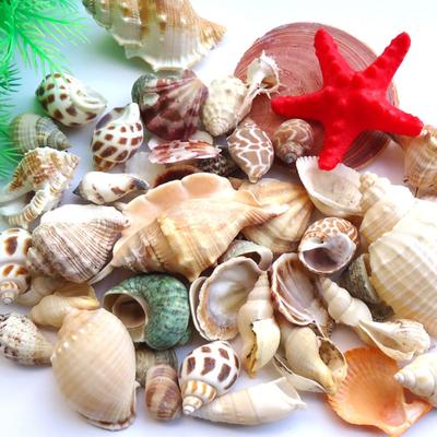 Natürliche Muscheln Gemischte Ozean-Meeresmuscheln Mit Netzbeuteln Für Kerzenherstellung Aquarienzubehör