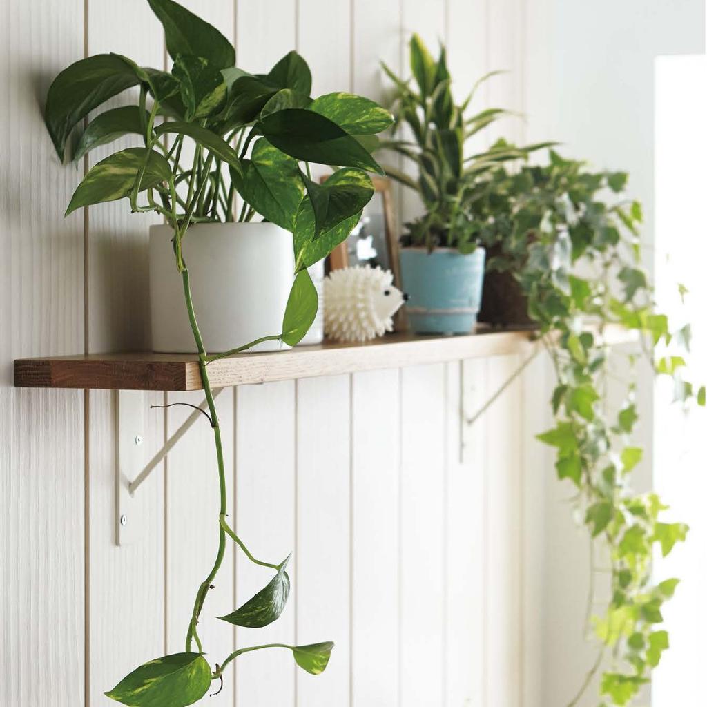 Wood One Shelf Board, New Zealand Pine Solid Wood, White, Smooth Surface, [Length 1450mm x Depth 145mm x Thickness 18mm], Model MTR1450D-C1I-WH