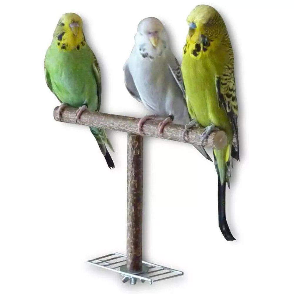 Cage Training Toy Natural Grinding T Shape Branch Bird Toy Parrot Stand Wood Parakeet Chewing Toy