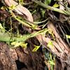 Life Like Artificial Vine Climbing Branch For Terrariums Decors Reptiles Habitat Vine Easy To Clean Water Resistant