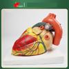 Hongyan 3X Human Heart Model