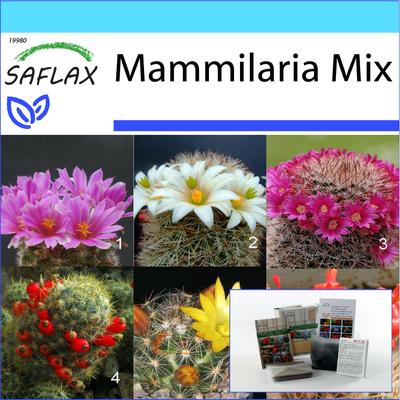 Dovanų rinkinys - Mammillaria Mix - 40 sėklų - Su dovanų dėžute, kortele, etiketėle ir sodinimo substratu - Mammilaria Mix