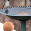 Triple-Point Support Bird Bath Copper Disk Universal Copper Purifier Plate  for Garden Fountain