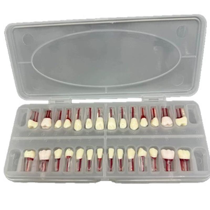 28Pcs/Set Dental Endodontic Teeth Model Full Mouth Root Canal Practice Study Model Endo Teeth Block Training