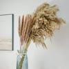 1 Bund getrocknete Schilfblüten, natürliche pflanzengetrocknete Pampasgras-Ornamente für Wohnzimmer-Esstische