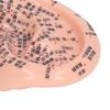 6.7in Ear Acupuncture Model Silicone Engraving Ear Massage Acupuncture Model for Home Laboratory