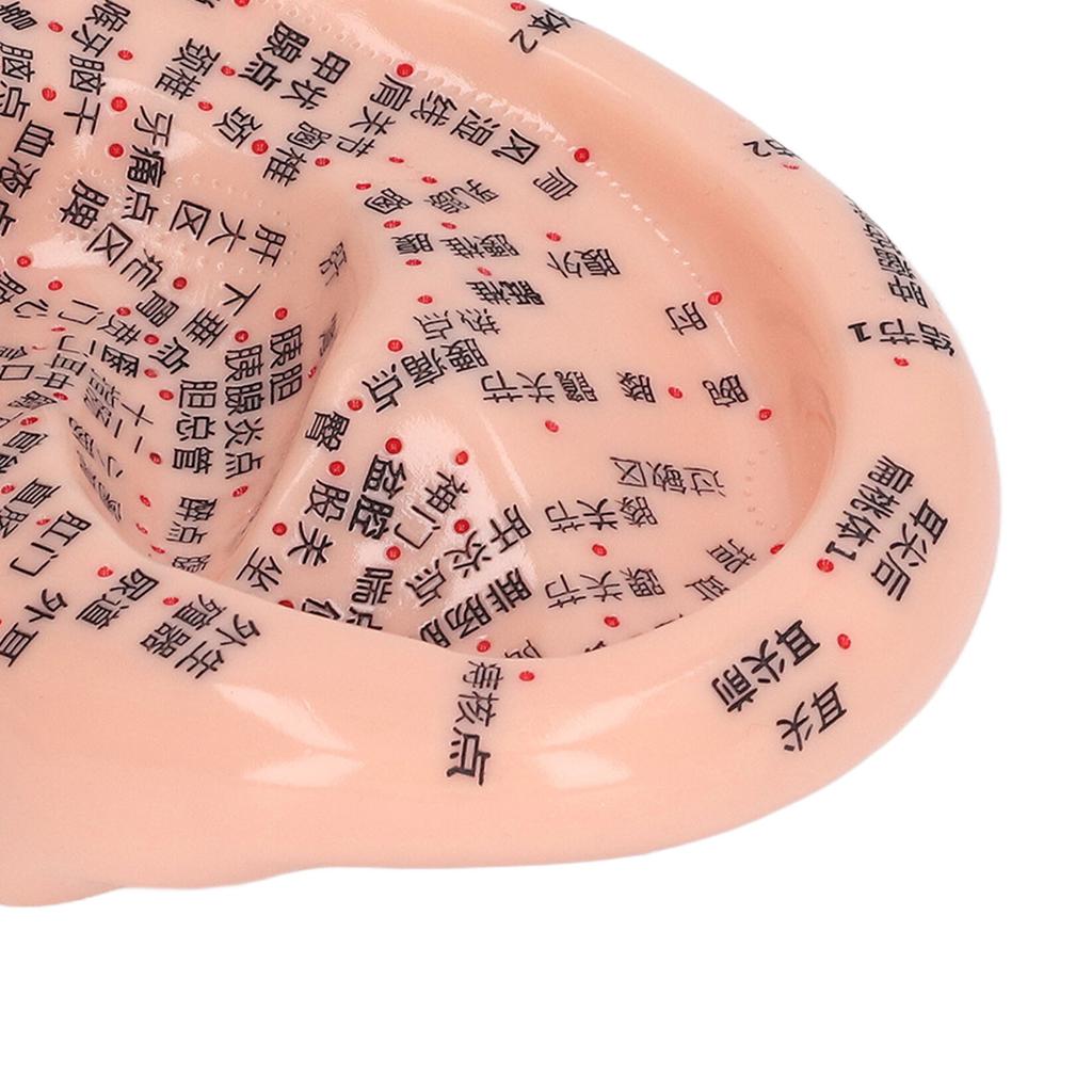 6.7in Ear Acupuncture Model Silicone Engraving Ear Massage Acupuncture Model for Home Laboratory