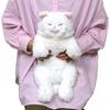 Sunlemon Persian Cat Plush Toy White 22x14x47cm Cute Animal Stuffed Toy