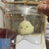 Kawaii Little Chicken Squeeze Toy Cartoon Decompression Toy Mini Chick Fidget Miniature Slow Rebound Relief Doll Birthday Gift