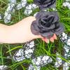Garden Stake Durable Butterfly Black Rose Ground Stake for Holiday Parties Outdoor Decoration