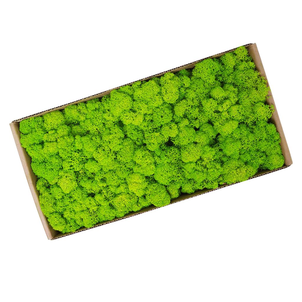 Preserved Moss Gardenning Art Wall Decor Moss Bulk Micro Landscape Decorative Props